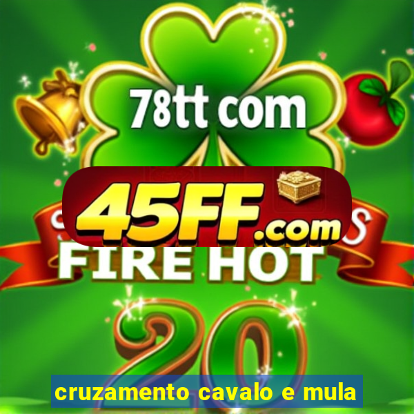 cruzamento cavalo e mula